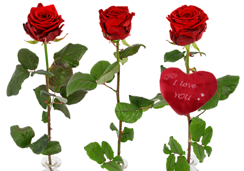 1 Rode Valentijn roos + Rozenvaas bestel Bij BoeketCadeau.nl