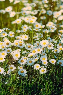 Bloemen bezorgen in de lente