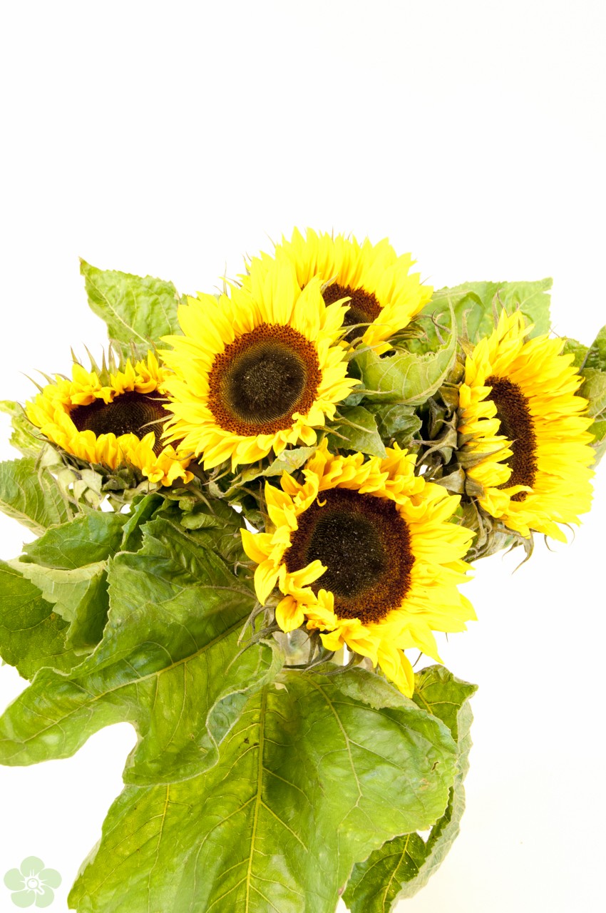 industrie plakboek Uitleg Lees alles over de zonnebloemen, herkomst, verkrijgbaarheid