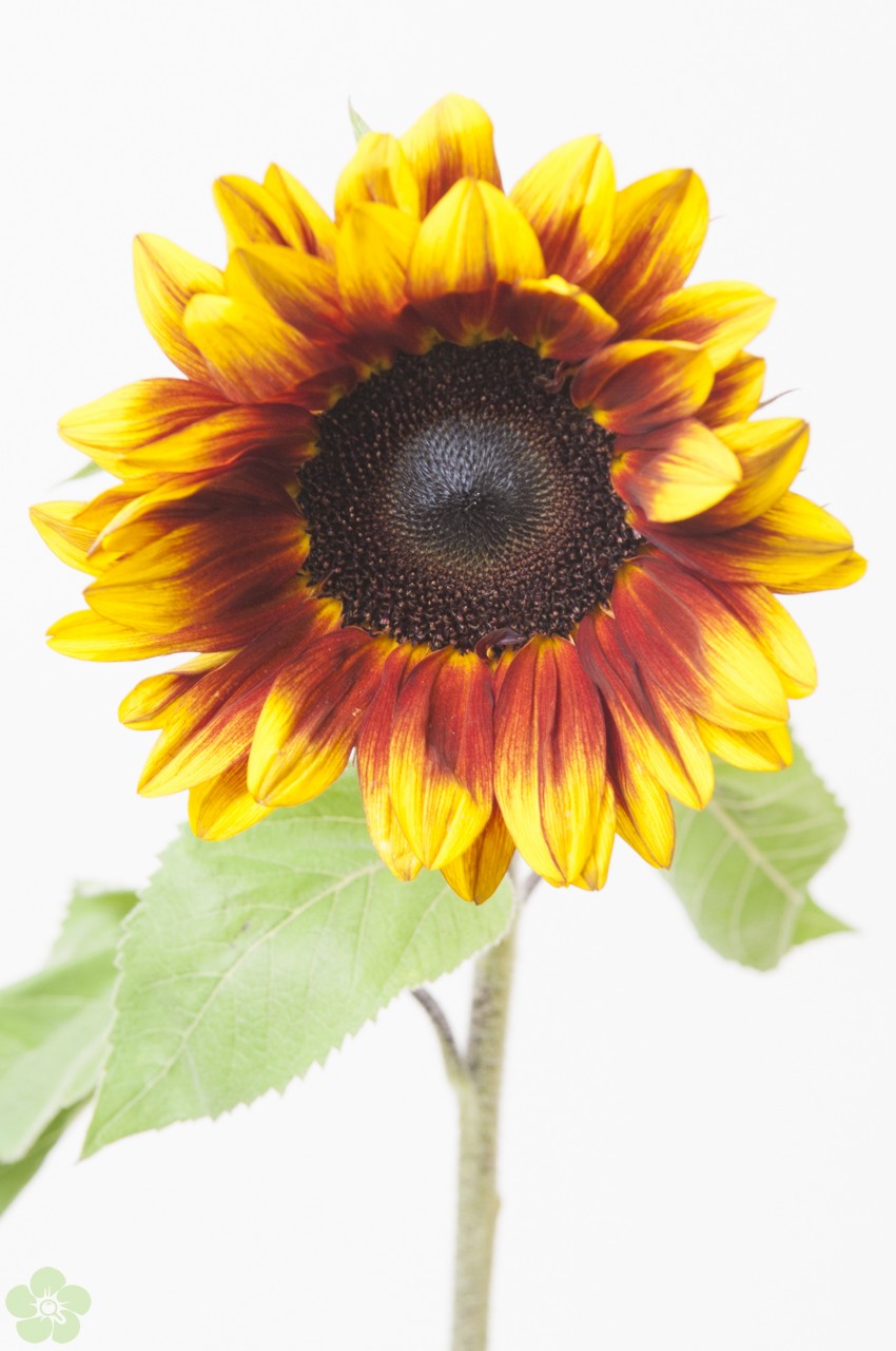 industrie plakboek Uitleg Lees alles over de zonnebloemen, herkomst, verkrijgbaarheid